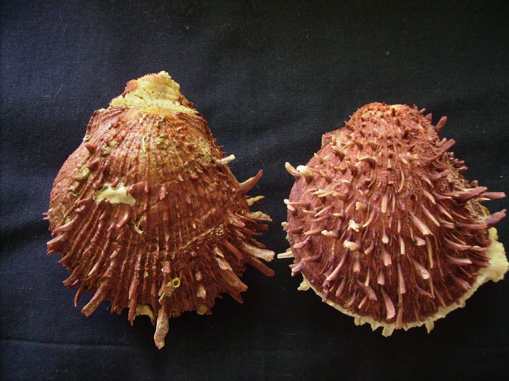 Spondylus cevikeri e Spondylus gaederopus:serie di crescita